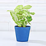 Syngonium Plant and Blue Pot