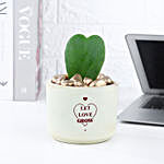 Hoya Plant In Let Love Grow Pot