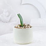 Hoya Plant In Let Love Grow Pot