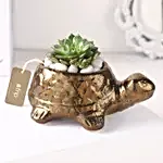 Echeveria Plant with Ceramic Pot