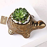 Echeveria Plant with Ceramic Pot
