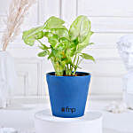 Syngonium Plant and Blue Pot