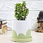 Jade Plant In Abstract Spring Pot