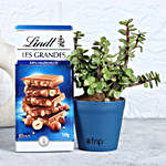 Jade Plant & Lindt Chocolate Combo