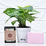 Money Plant & Handcrafted Soap Combo
