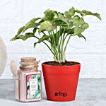 Syngonium Plant & Pink Clay Combo