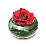 Preserved Red Rose In Round Vase