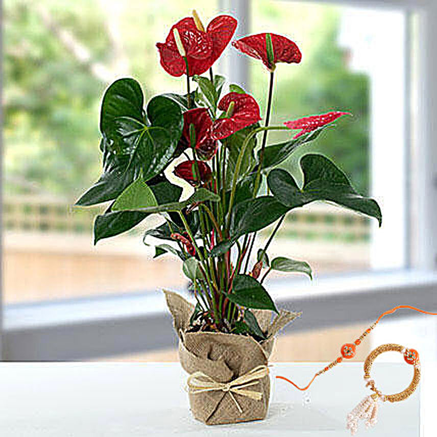 Red Anthurium Jute Wrapped Potted Plant With Rakhi