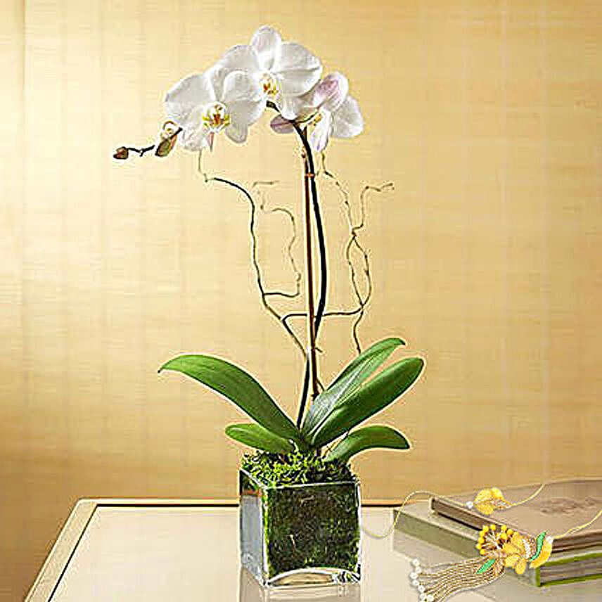 White Orchid Plant In Glass Vase With Rakhi