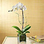 White Orchid Plant In Glass Vase With Rakhi