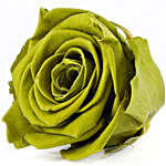 Olive Emerald Green Forever Rose in Velvet Box