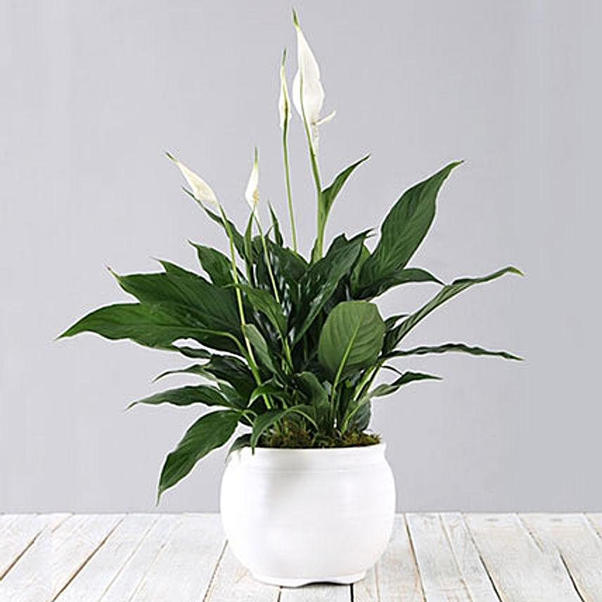 Spathiphyllum In White Pot