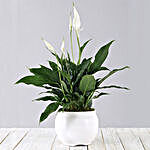 Spathiphyllum In White Pot