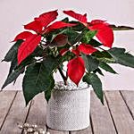 Poinsettia In Cement Pot With White Detail