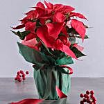Poinsettia In Green Wrapping