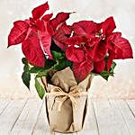 Poinsettia Wrapped In Craft Paper