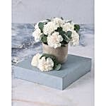 Pristine White Carnations Standard
