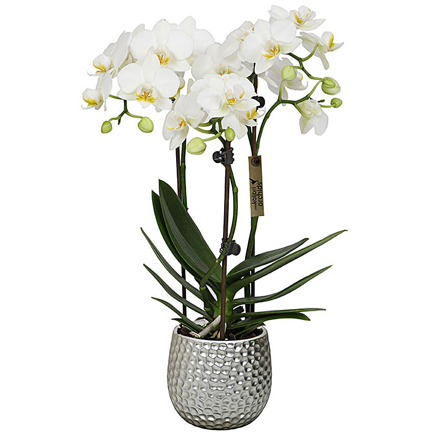 Pristine White Orchid Plant