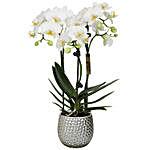 Pristine White Orchid Plant