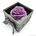 Enchanted Evening Forever Purple Rose