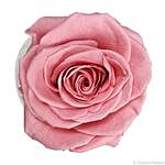 Forever Pink Everlasting Love Rose