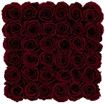 Wine Red Eternity Roses Square Box