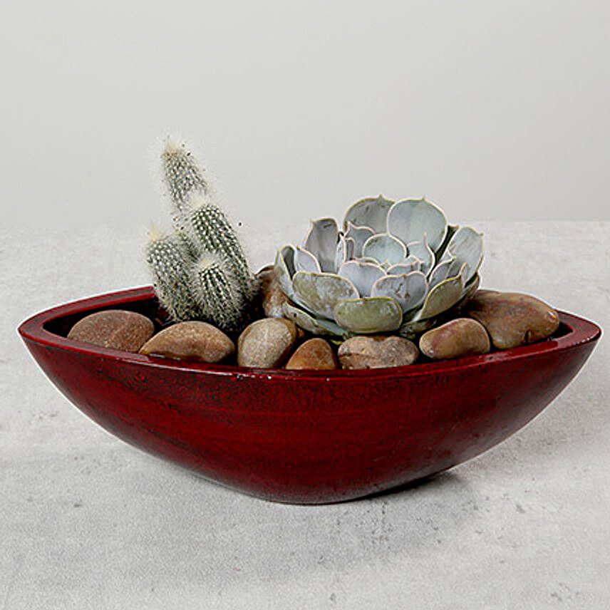 Green Echeveria and Cactus with Natural Stones
