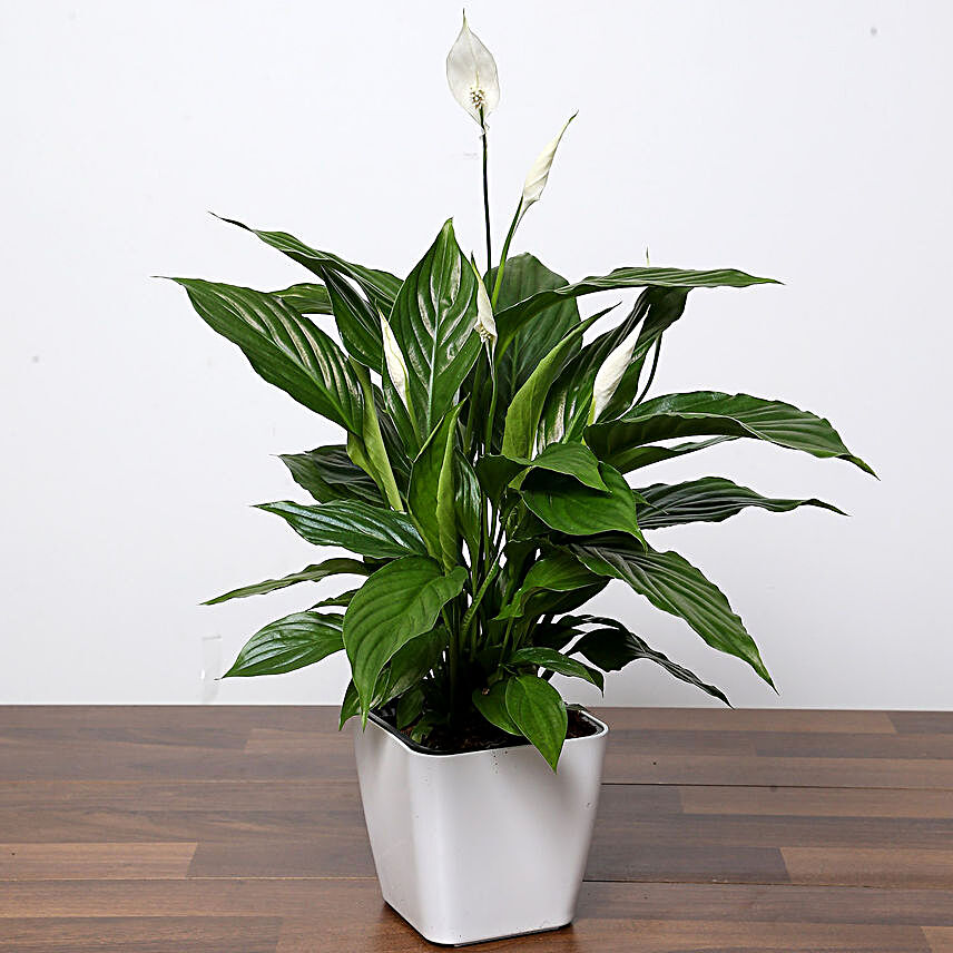 Amazing Peace Lily Plant