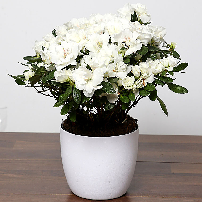 Beautiful White Azalea Plant