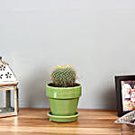 Cactus Plant in Green Ceramic Pot