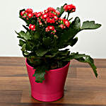 Pink Kalanchoe Plant in Pink pot