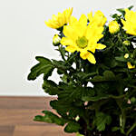 Yellow Chrysanthemums Plant In Green Ceramic Pot