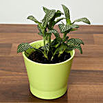 Green Fittonia Plant In Green Ceramic Pot