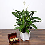 Amazing Peace Lily Plant and Chocolates