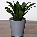 Dracaena Plant In Grey Pot