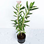 Oleander Plant In Black Pot