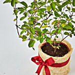 Jute Wrapped Tulsi Plant