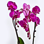 Happy Orchid Happy You