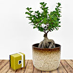 Bonsai Plant In Green Pot and Patchi Chocolates