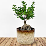 Bonsai Plant In Green Pot and Patchi Chocolates