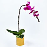 Orchid Plant in Gold Planter