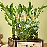 Best Wishes Lucky Bamboo n Fittonia