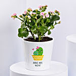Pink Kalanchoe In Love You Mom Pot
