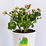Pink Kalanchoe In Love You Mom Pot