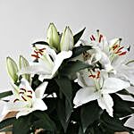 White Surprise Lilies