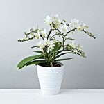 Wild White Orchid Plant