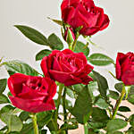Lasting Love Roses