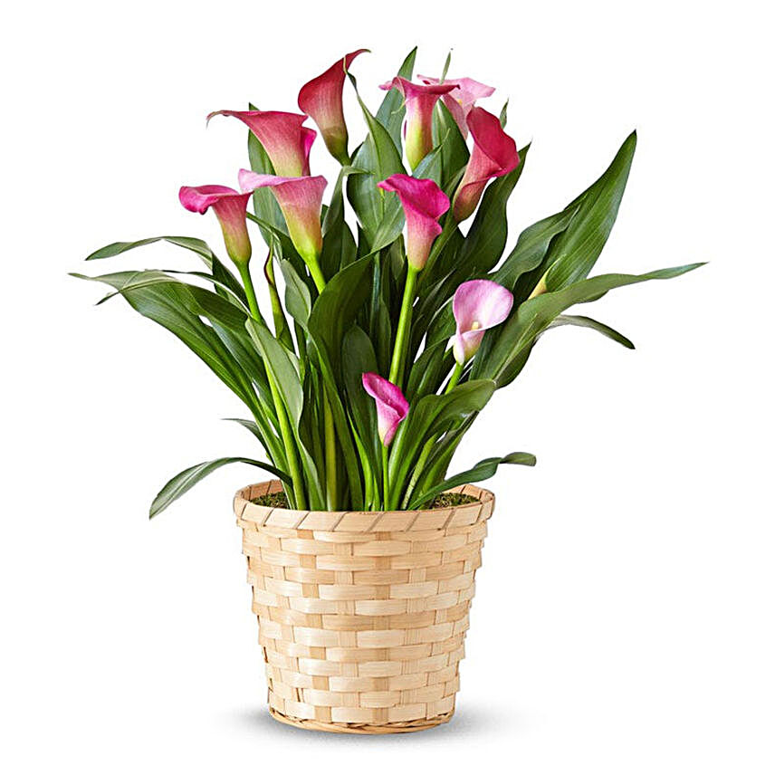 Pink Calla Lily Potted Plant