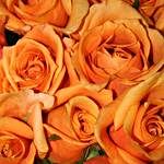 50 Long Stem Orange Roses
