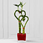 Grow Romance 2 Heart Shaped Bamboo Plant